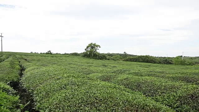 蓝天白云下的茶园视频素材