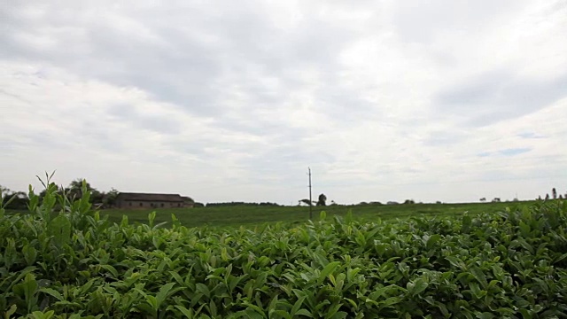 蓝天白云下的茶园视频素材