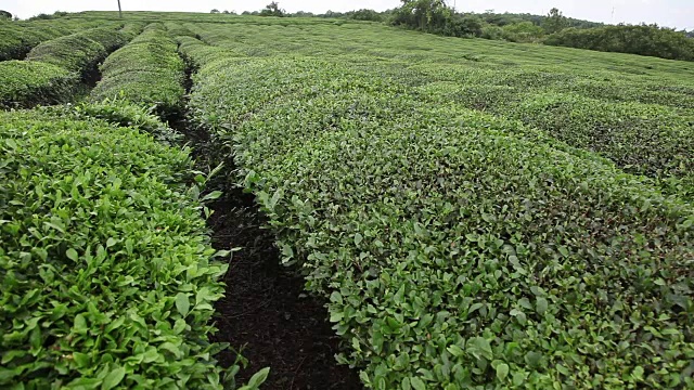 蓝天白云下的茶园视频素材