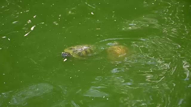 乌龟在水里视频素材