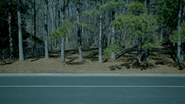 中等角度的松树，林木或森林沿道路。视频素材