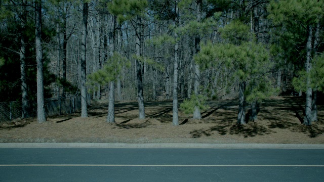 中等角度的松树，林木或森林沿道路。视频素材