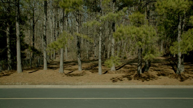 中等角度的松树，林木或森林沿道路。视频素材