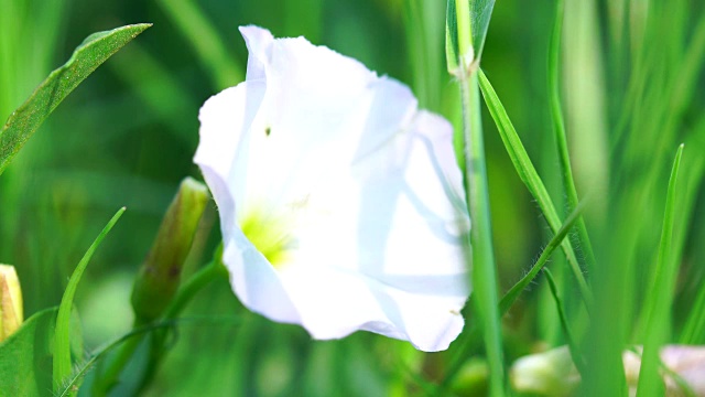 白色的牵牛花视频下载