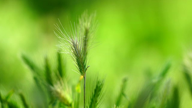 鼠耳——巴塞罗那的花园视频下载