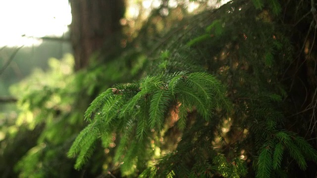 近距离观看常绿针叶在松树。美丽清新的森林背景在明亮的日子视频素材