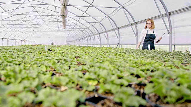 在温室里分析植物生长的女人视频素材