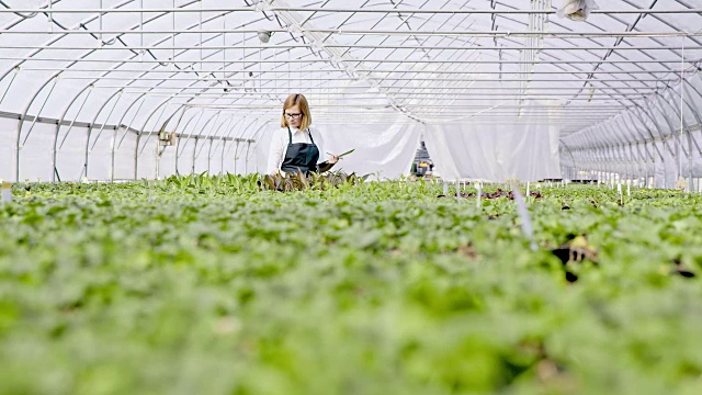 女花匠在温室里检查植物视频素材