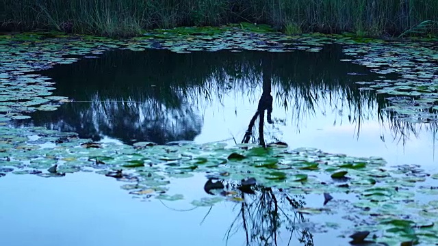 Ullals de Baltasar, Ebro Delta, Terres de ebre, Tarragona, Catalonia，西班牙，欧洲视频素材