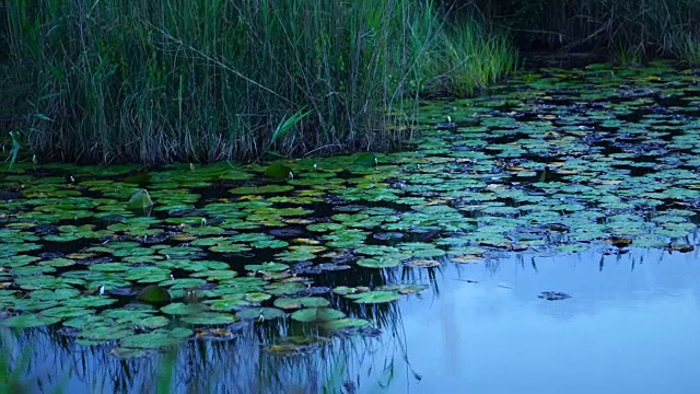 Ullals de Baltasar, Ebro Delta, Terres de ebre, Tarragona, Catalonia，西班牙，欧洲视频素材