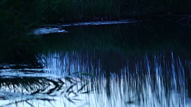 Ullals de Baltasar, Ebro Delta, Terres de ebre, Tarragona, Catalonia，西班牙，欧洲视频素材