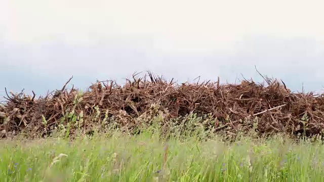 一堆被撕裂的树视频素材