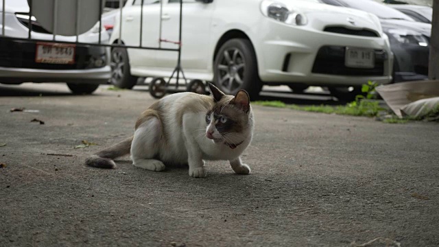 猫视频下载