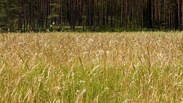 野生草地视频下载