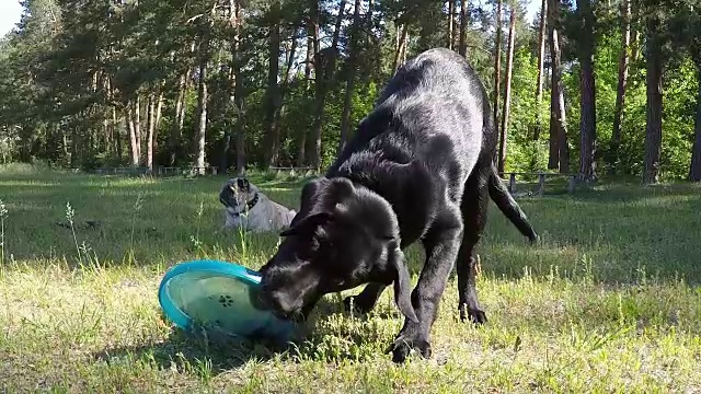 黑色的拉布拉多犬正在玩飞盘。缓慢的运动。视频素材