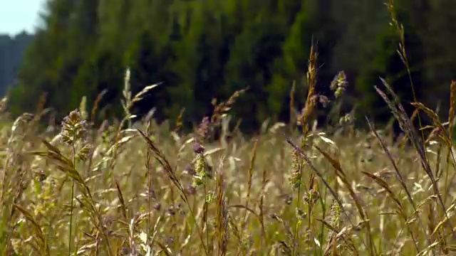 野草视频素材