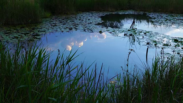 Ullals de Baltasar, Ebro Delta, Terres de ebre, Tarragona, Catalonia，西班牙，欧洲视频素材