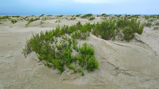 沙丘在埃布罗三角洲，Terres de L'Ebre，塔拉戈纳，加泰罗尼亚，西班牙，欧洲视频素材