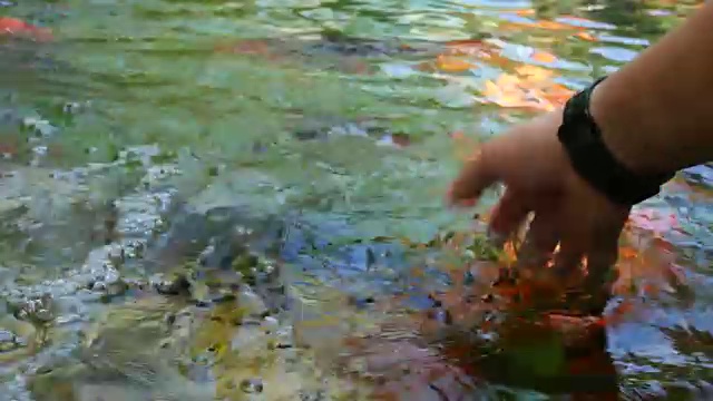 人手玩鲤鱼鱼视频素材