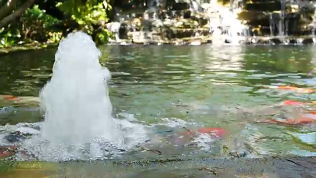 观赏性花园池塘放松禅宗外观背阴视频素材