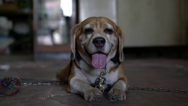 小猎犬号视频素材