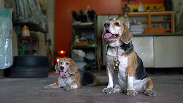 小猎犬号视频素材