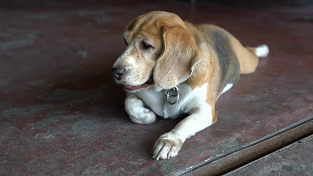 小猎犬号视频素材