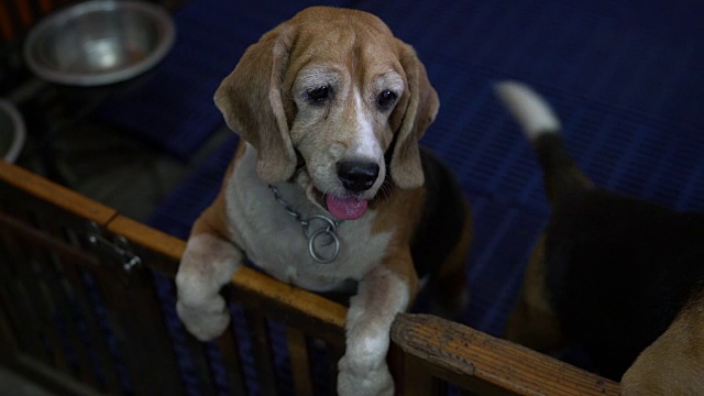 小猎犬号视频素材