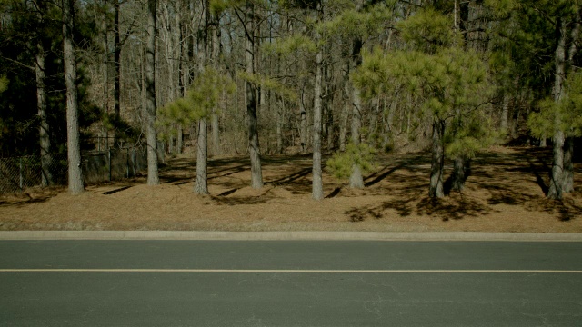 中等角度的松树，林木或森林沿道路。视频素材