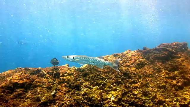 大梭鱼(Sphyraena Barracuda)鱼在浅水泻湖，皮皮，泰国。视频素材