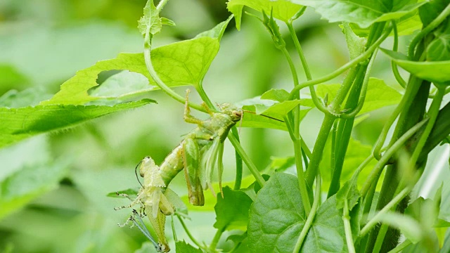 泰国森林里正在蜕皮的蚱蜢。视频素材