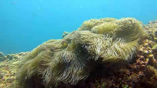 华丽的海葵又名Ritteri海葵，与臭鼬海葵鱼(Amphiprion ephippium)小丑鱼。视频素材