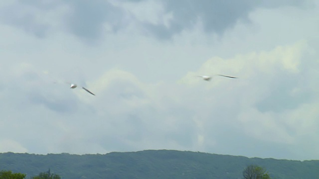 海鸥视频下载