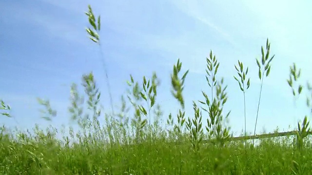 夏日鲜花盛开的草地视频下载