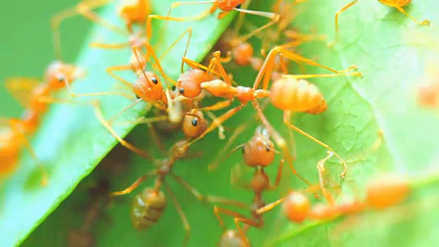 树上的红蚂蚁视频素材