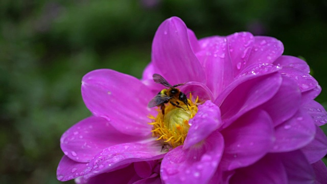 蜜蜂视频下载