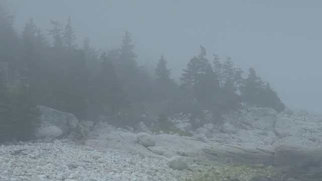 岩石海岸或滨水对树木，树林或森林的中等角度。可能是湖泊或海洋。雾或雾。视频素材