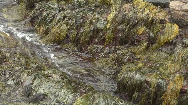 海浪撞击海草或海草的近角度。视频素材