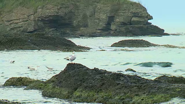 黑海视频下载