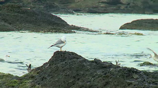 黑海视频下载