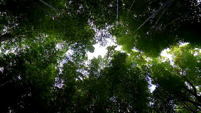 京都岚山竹林之路视频素材