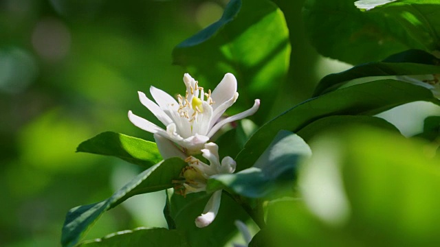 柠檬花视频下载