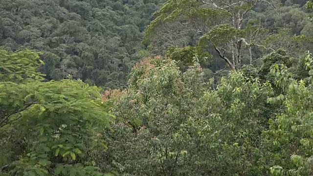 树在风中摇曳视频素材