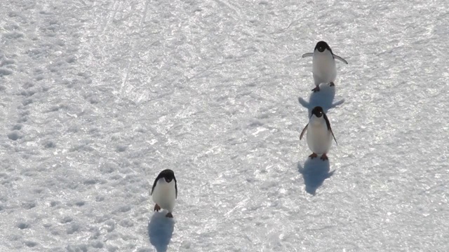 MS HA Adélie南极洲，企鹅在雪地上行走视频素材