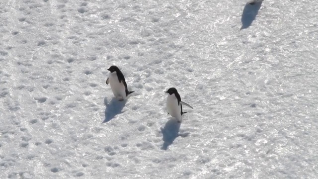 MS HA Adélie南极洲，企鹅在雪地上行走视频素材