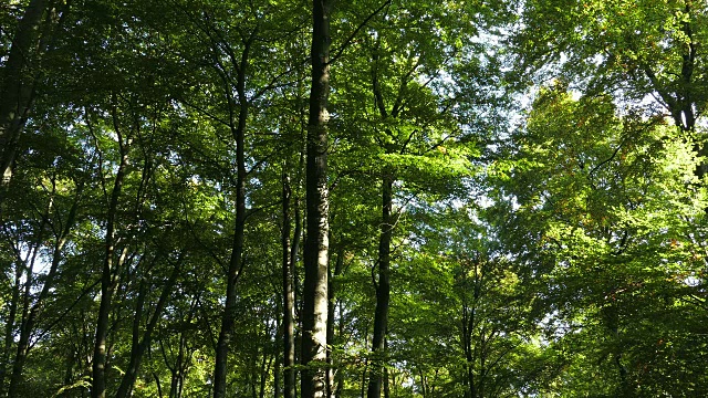 夏季森林景观视频素材