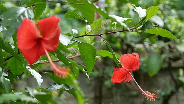 红色的芙蓉花视频素材