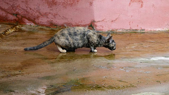 条纹小猫在地板上喝水视频素材