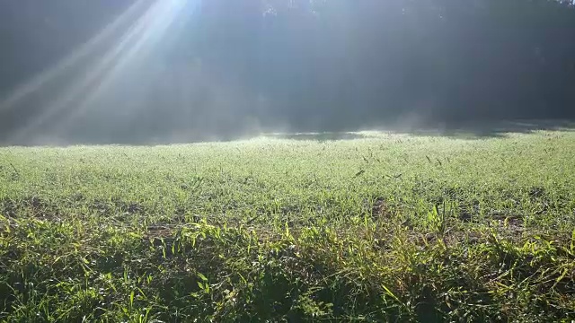 霜草视频下载