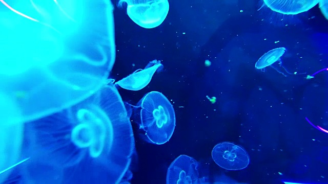 4K月亮水母水族馆视频素材